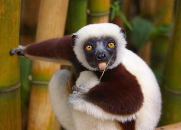 Dare You To Read This And Not Miss Zoboomafoo